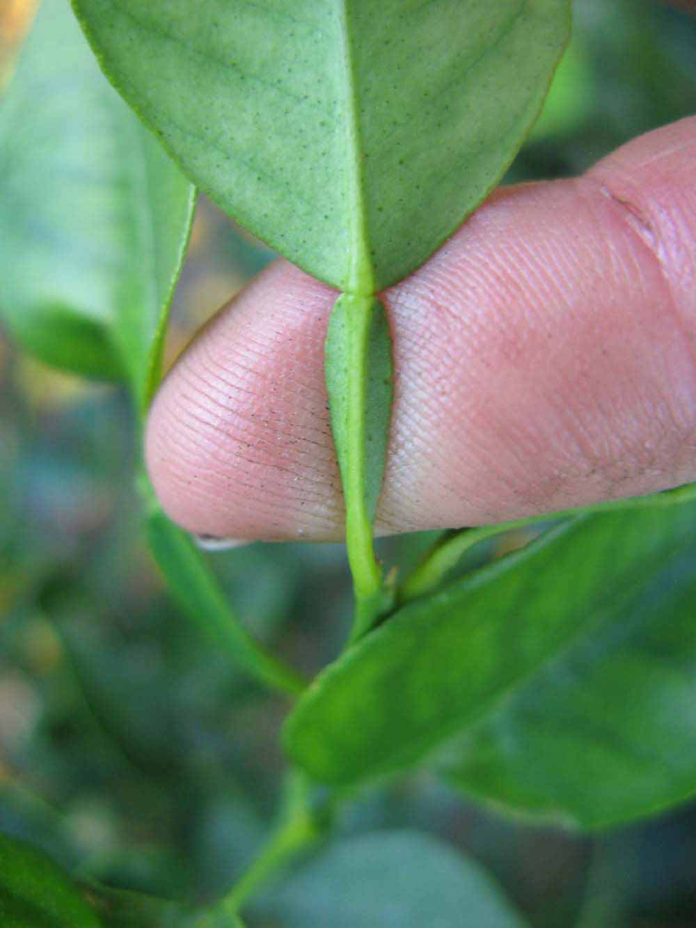              Petiole (Winter Haven, FL)       